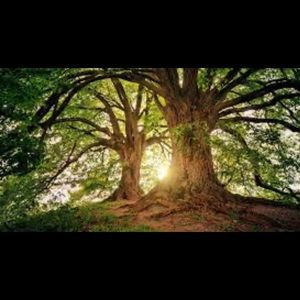 Meet your Posher, Ibolya